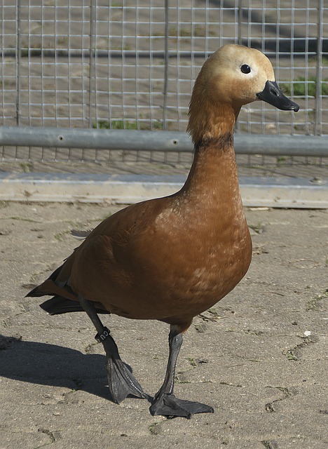 意外
